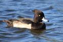 IMG_7722 Tufted Duck